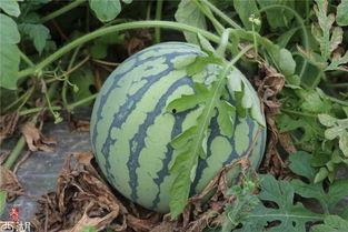 吃瓜官网导航,一站式娱乐资讯平台，畅享全网热门内容