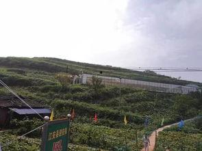 成县吃瓜网红事件,网络舆论的风暴与反思