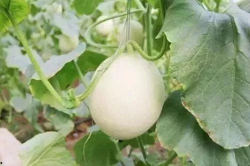 武陟网红吃瓜事件,一场网络狂欢背后的真相揭秘