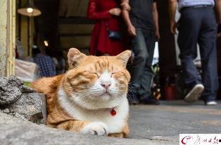 网红猫吃瓜,揭秘娱乐圈幕后故事