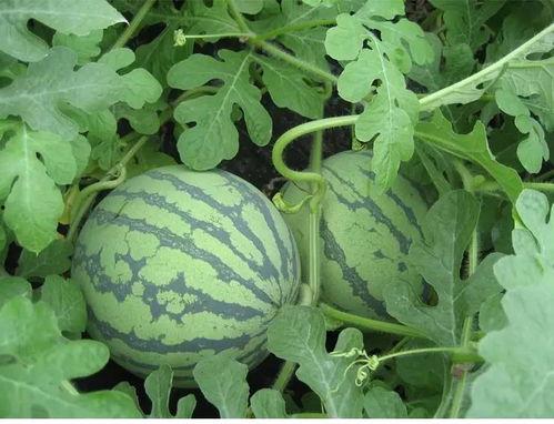 小草吃瓜网,揭秘网络世界的趣味与真相