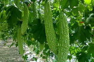 小草吃瓜网,揭秘网络世界的趣味与真相