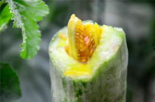 太仓网红吃瓜,揭秘网络红人的幕后故事