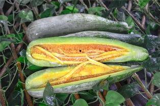 太仓网红吃瓜,揭秘网络红人的幕后故事