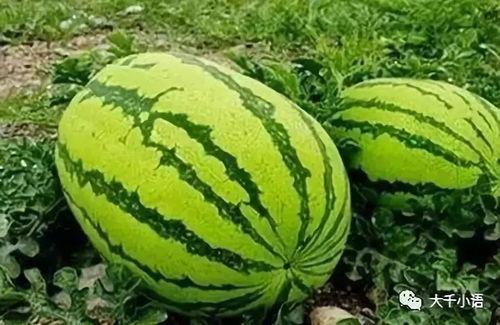 假瓜吃料网最新入口,带你走进神秘信息世界