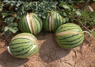 假瓜吃料网最新入口,带你走进神秘信息世界