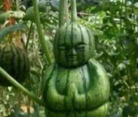 辉县网红吃瓜事件真相,真相背后的网络狂欢与反思