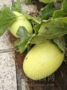 吃瓜趣事网,揭秘娱乐圈幕后故事，带你领略明星们的喜怒哀乐