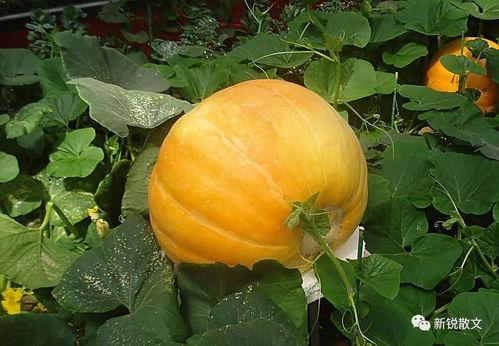 2020吃瓜视频网红