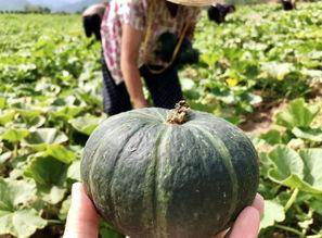 瓜农今日吃瓜网红黑料