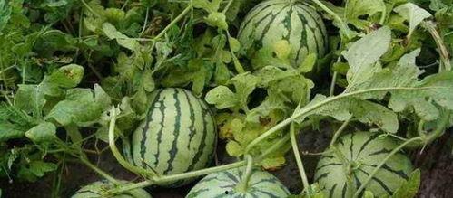 瓜农今日吃瓜网红黑料